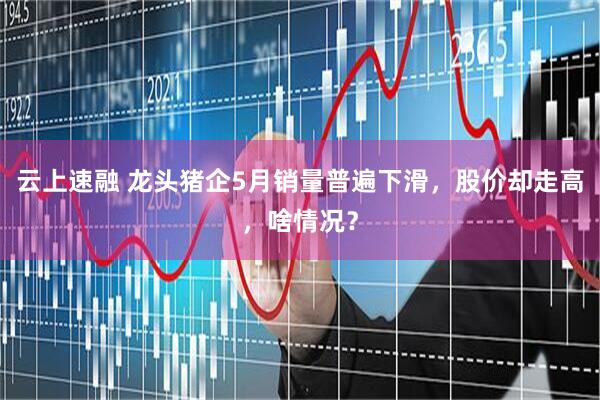 云上速融 龙头猪企5月销量普遍下滑，股价却走高，啥情况？